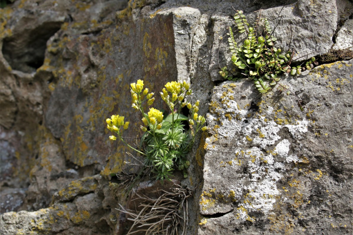 Yellow Whitlowgrass ( Draba azoides) and Pennard Castle,&nbsp;Gower.