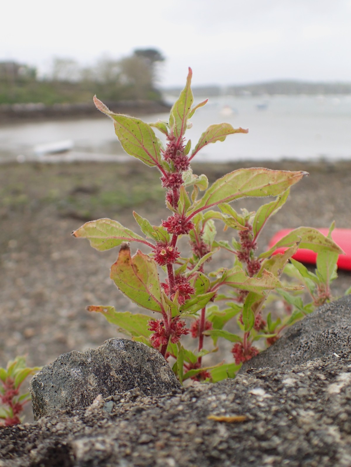 Pellitory of the Wall and Baltimore&nbsp;bay.