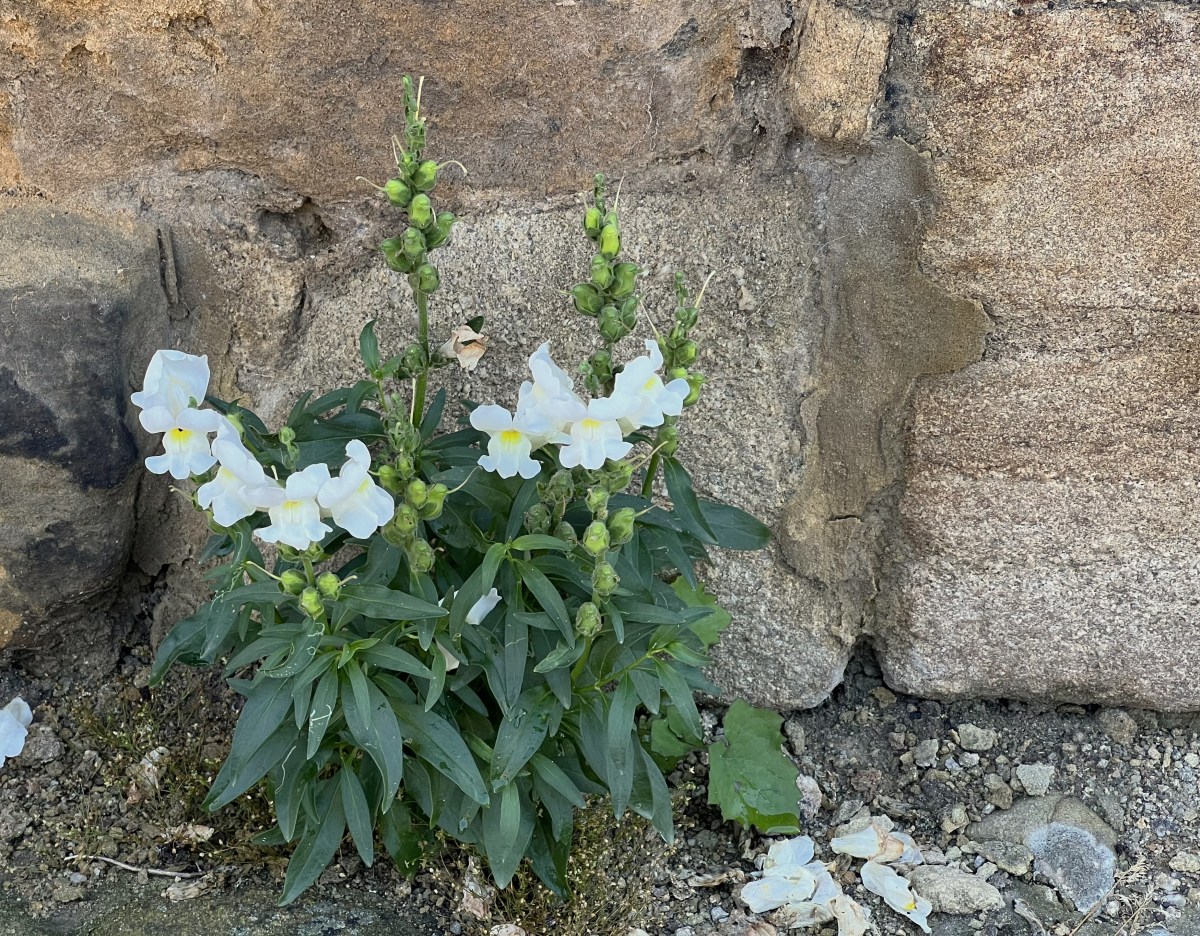 Snapdragon; Hexham Abbey,&nbsp;Northumberland