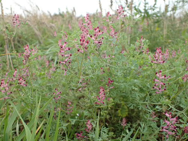 Fumitories (Fumaria sp.)