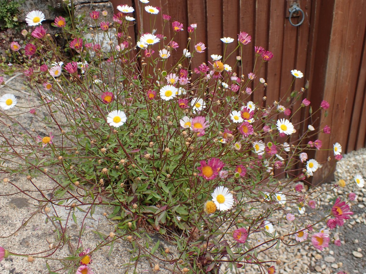 Mexican Fleabane and Diglis&nbsp;Basin